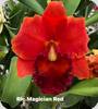 Rlc. Magician Red